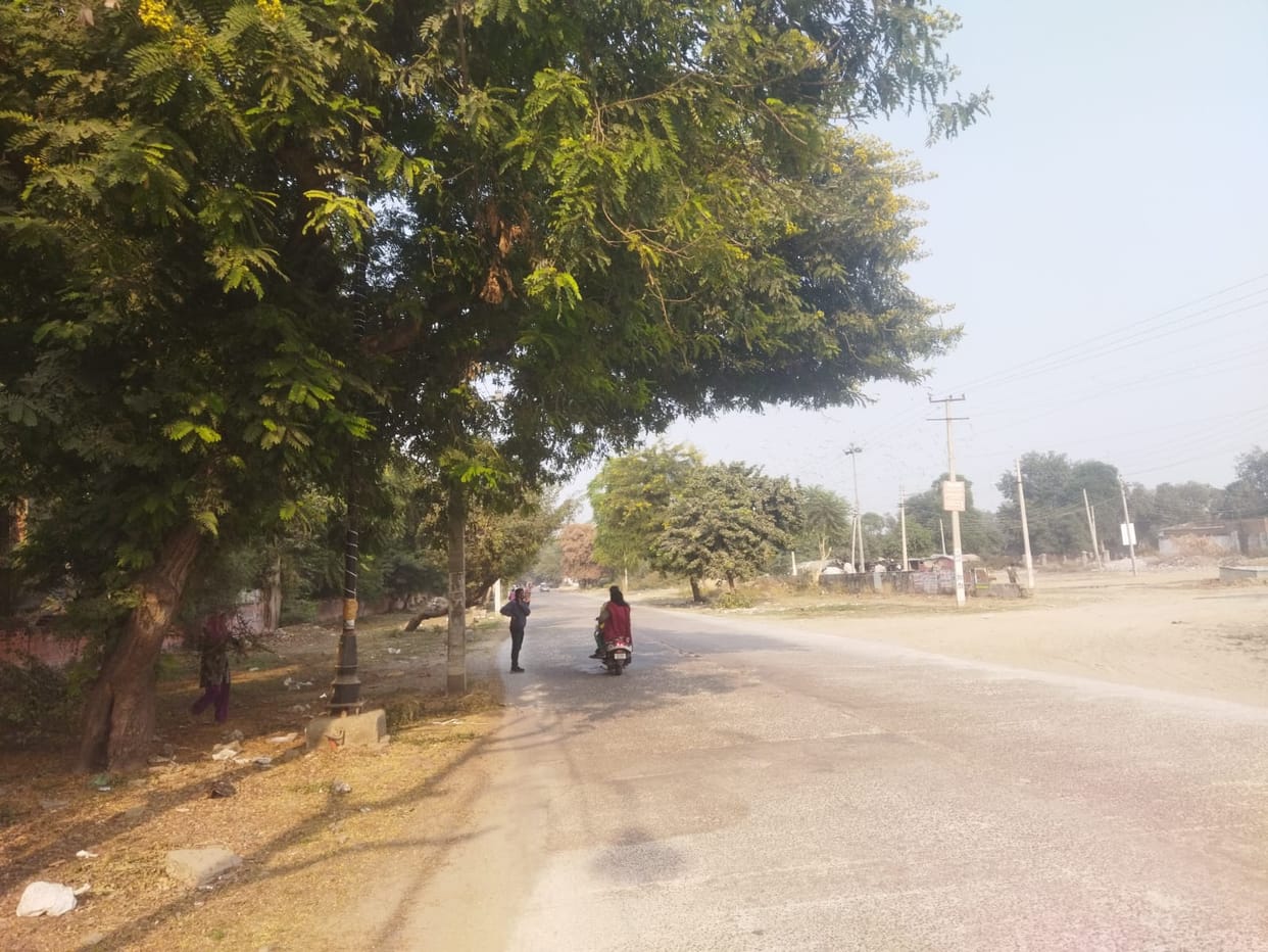 Tree branches hanging on the roads, fear of accident