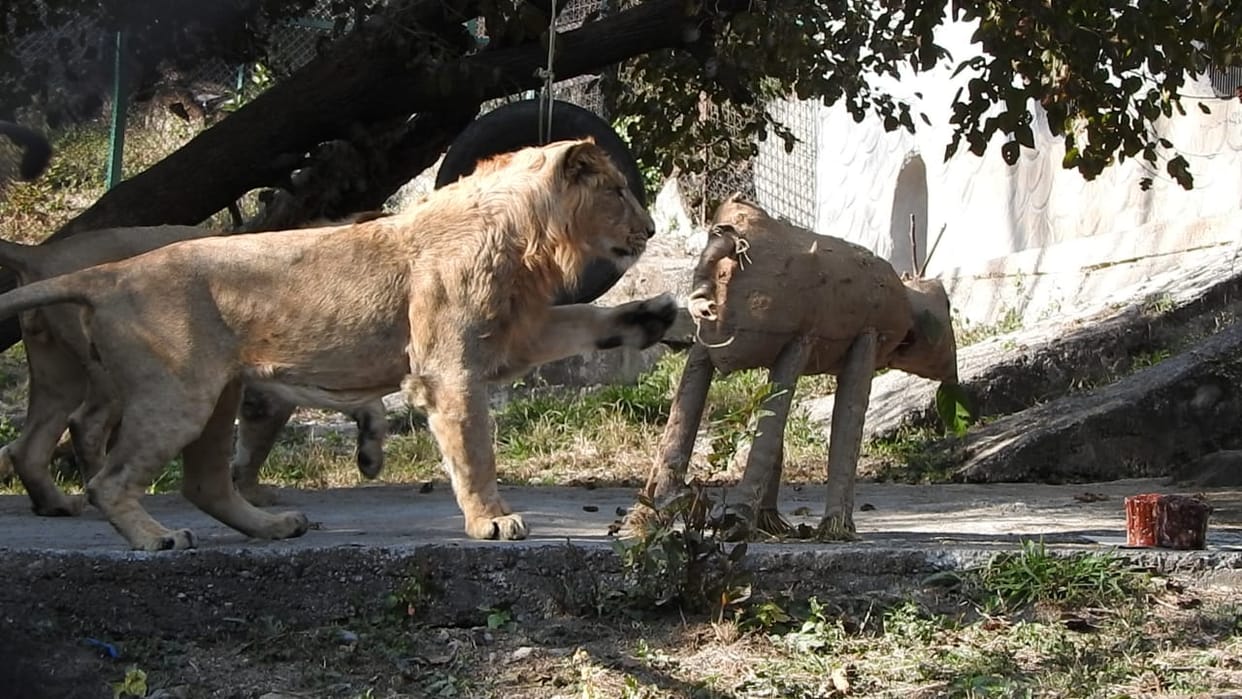 Lions Heera and Dheera turn four, celebrate birthday by feeding cake