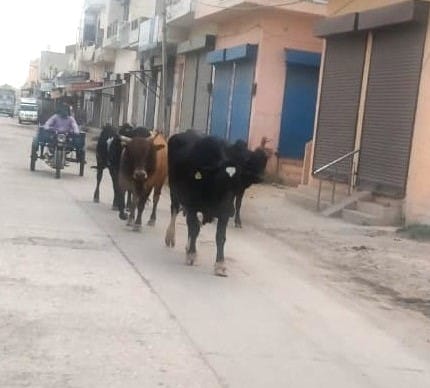 City residents and farmers are troubled by the helpless cattle, there is a fear of accident all the time.