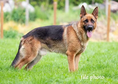 Couple beaten up in Delhi for calling a dog a dog police searching for the accused