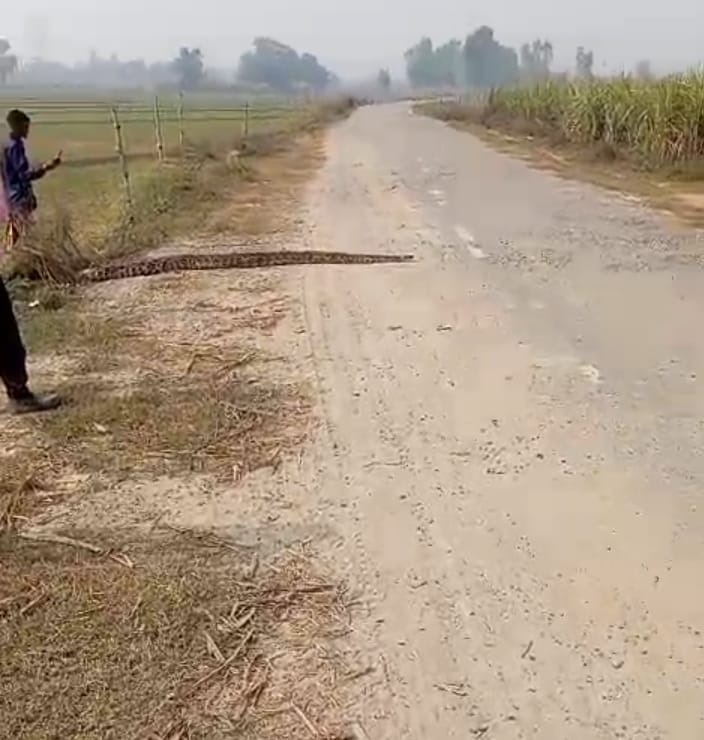 Python seen in the fields, forest department caught it