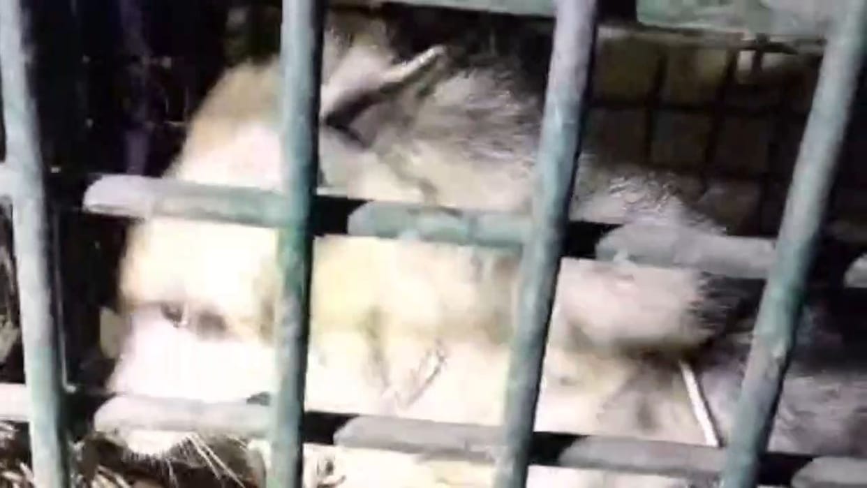 Villagers surrounded the hyena, the forest department caught it from the bushes