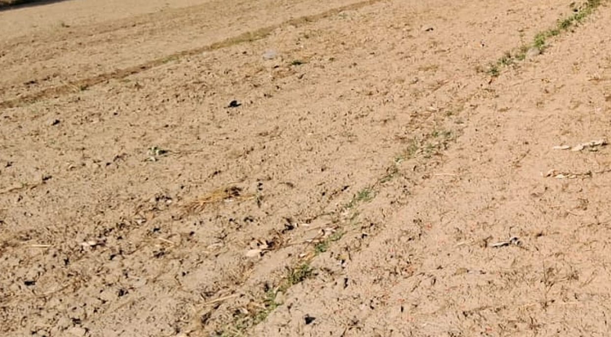 November came to an end, wheat sowing could not be done