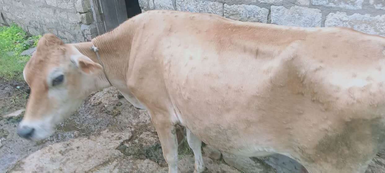 Animal Husbandry Department has advised livestock farmers to be vigilant To prevent lumpy skin disease