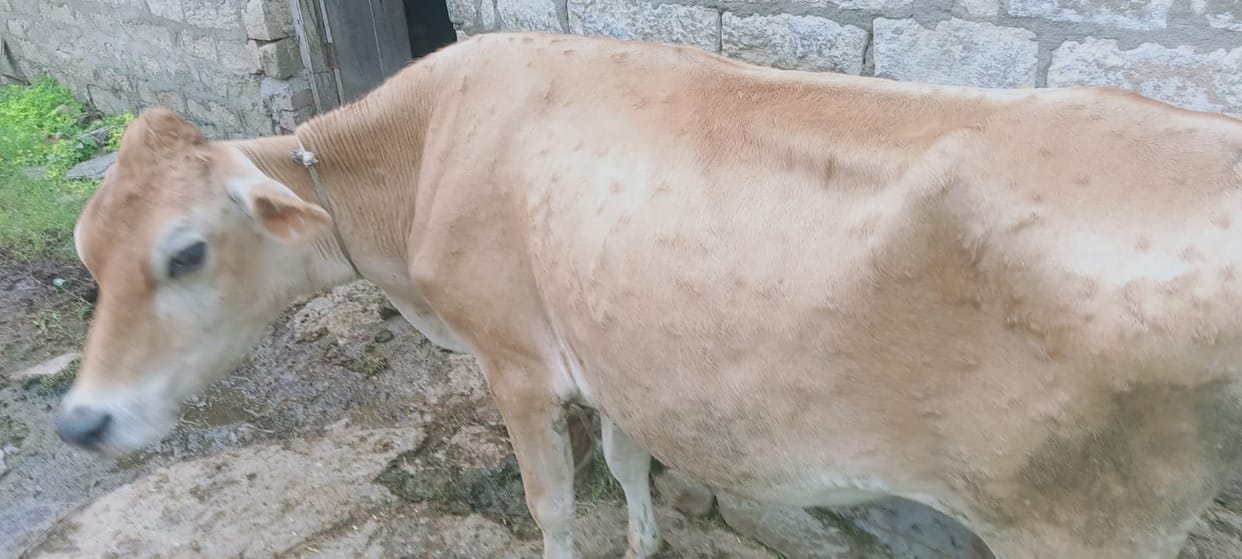 Animal Husbandry Department has advised livestock farmers to be vigilant To prevent lumpy skin disease