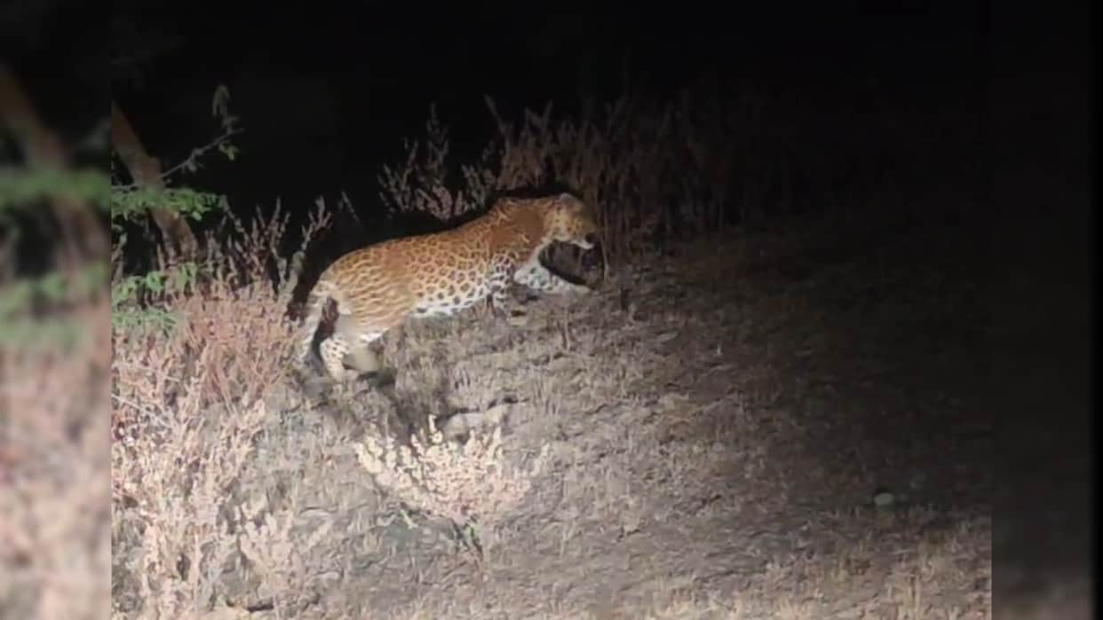 Leopard spotted in Kyoladiya area panic among villagers in Bareilly