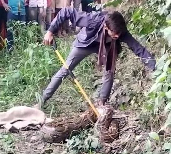 Python seen outside the village, released in the forest