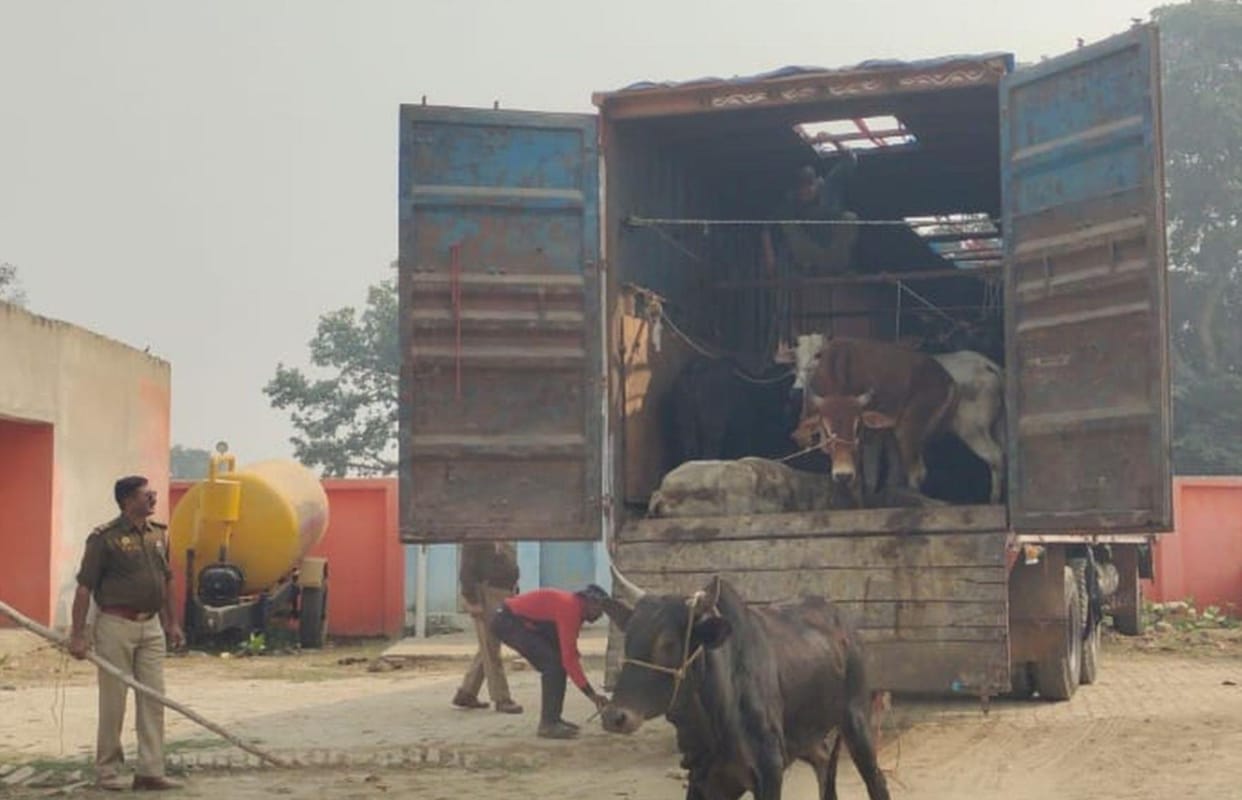 29 cattle being taken to Kolkata recovered