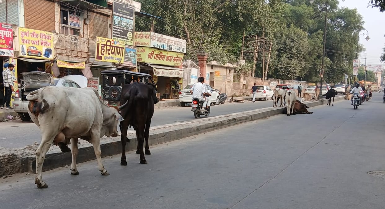 Destitute animals roaming on the streets are becoming the cause of accidents.