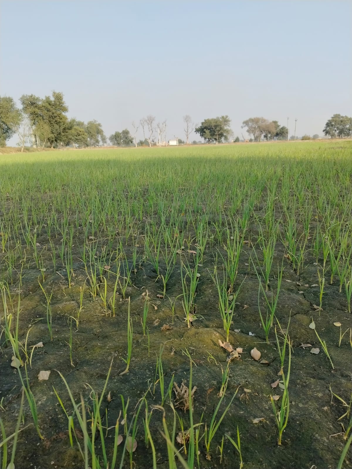 Trend towards garlic cultivation increased, government is giving grant of Rs 30,000