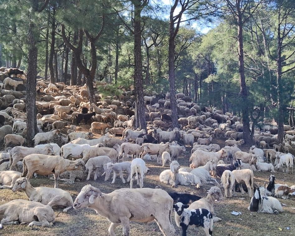 As the cold increases, sheep herders move to the plains