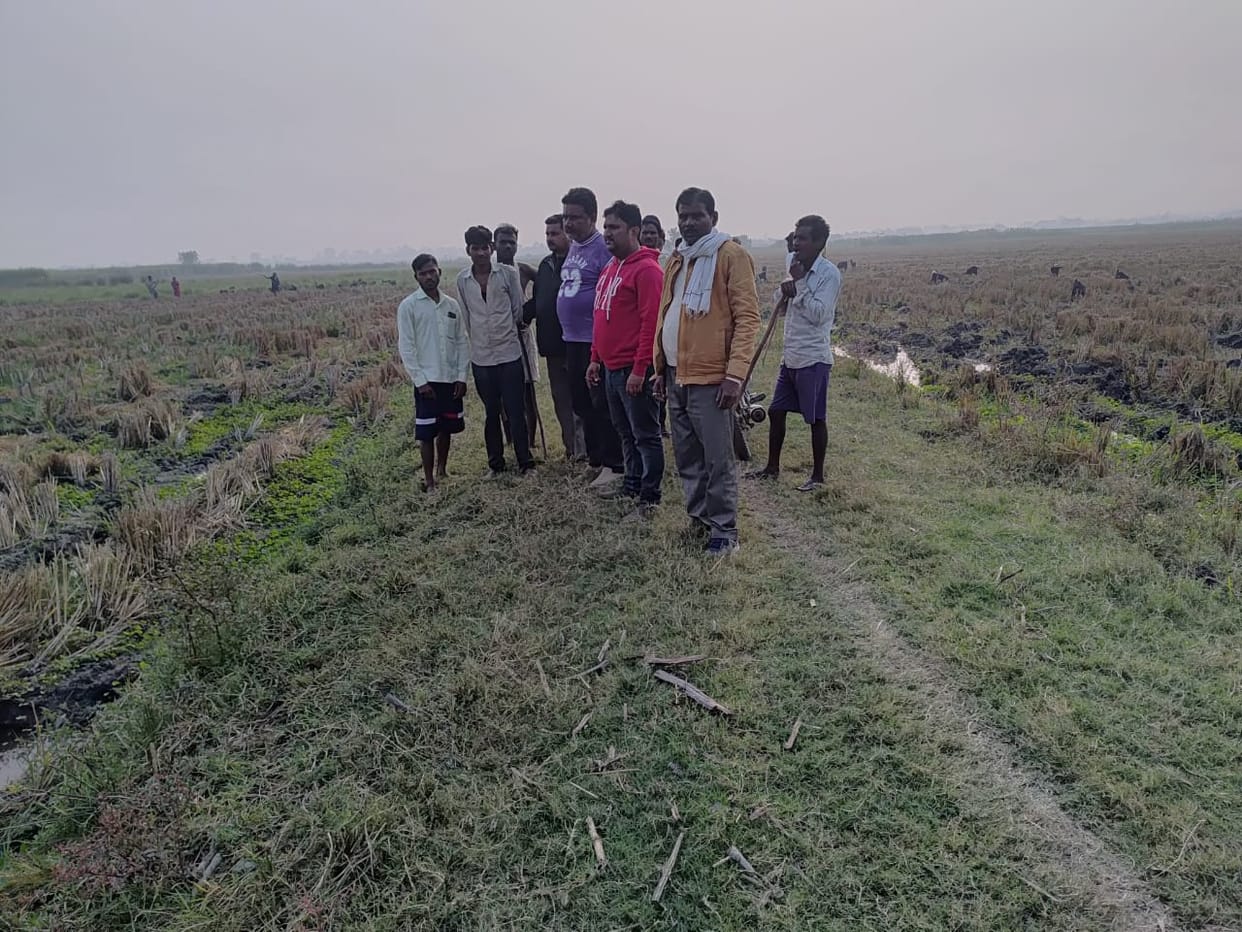 Tiger attacks goat herd, kills one