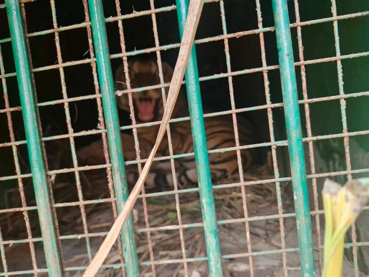 Tiger will be sent to the zoo