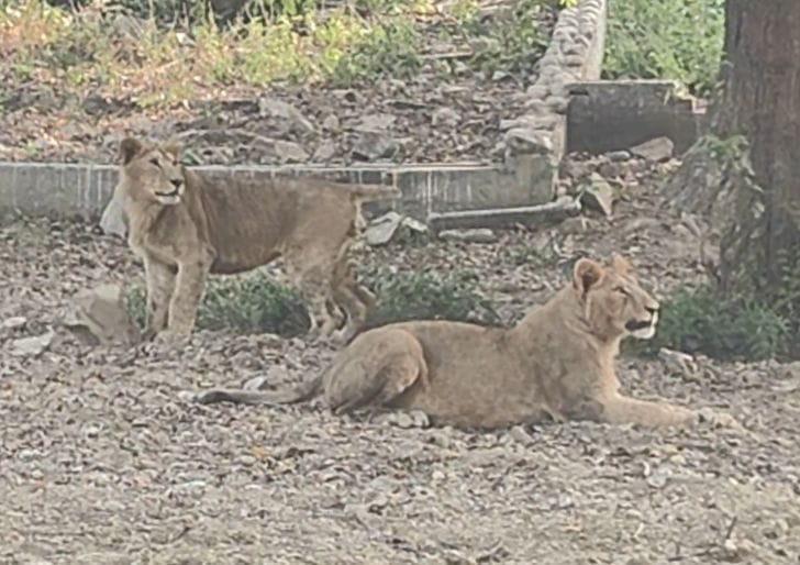 Now visitors will be able to see Babbar lion cubs in the mini zoo.