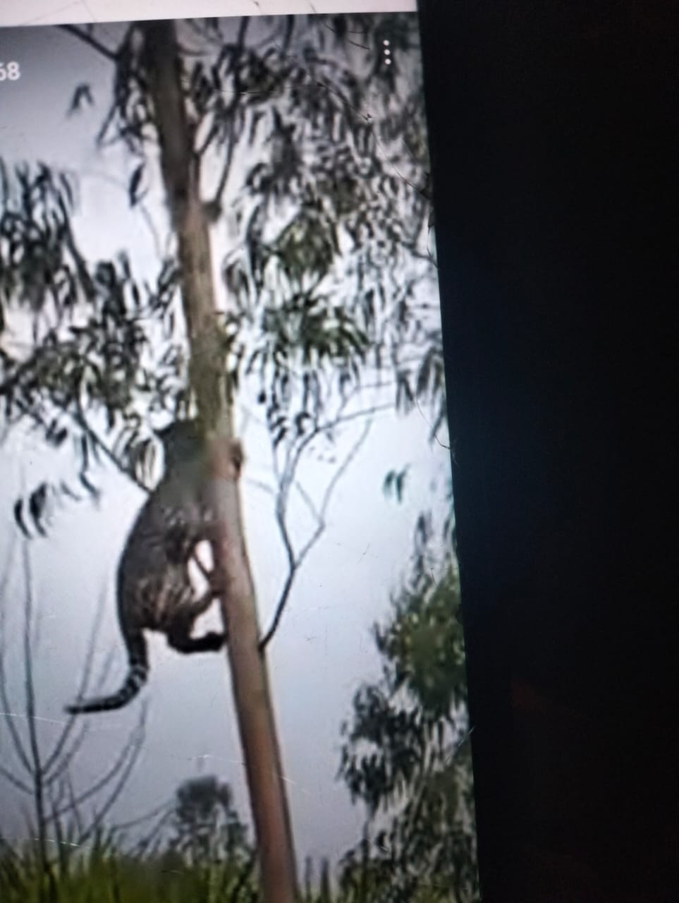 Leopard seen climbing a tree near Dhaurahara Bahanala