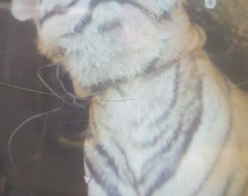 Bandhavgarh Tiger Reserve Umaria Noose stuck around tiger neck Bandhavgarh management busy in rescue