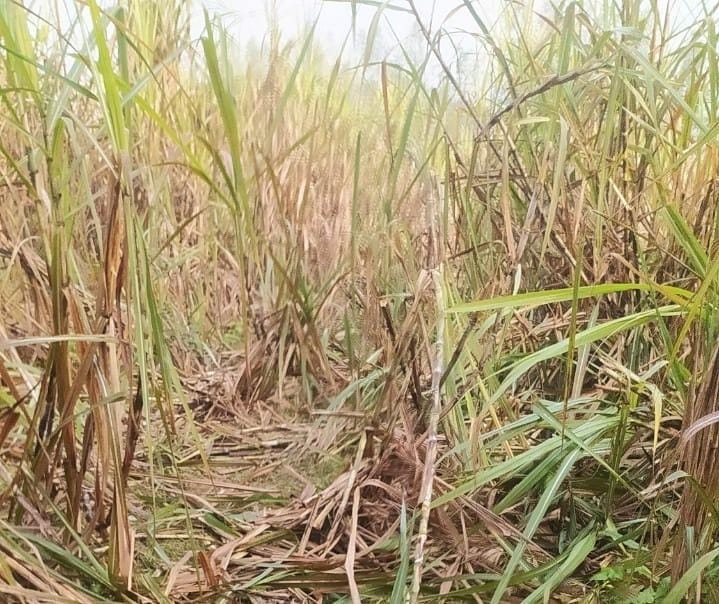 Elephants uprooted trees and trampled crops