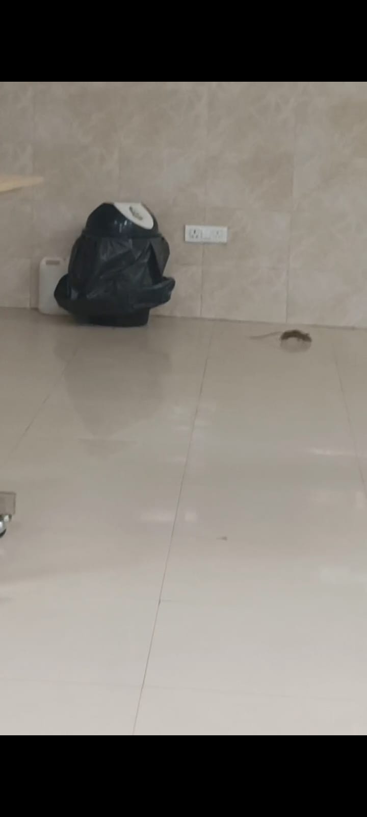 Video of rat roaming in ICU of civil hospital goes viral