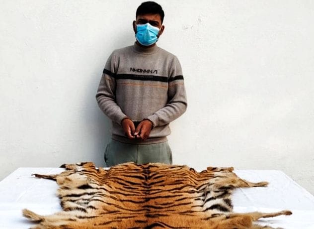 Smuggler arrested with tiger skin