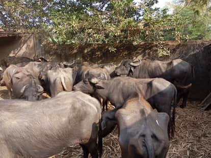 Anuppur News Two accused carrying 21 cattle arrested police interrogating