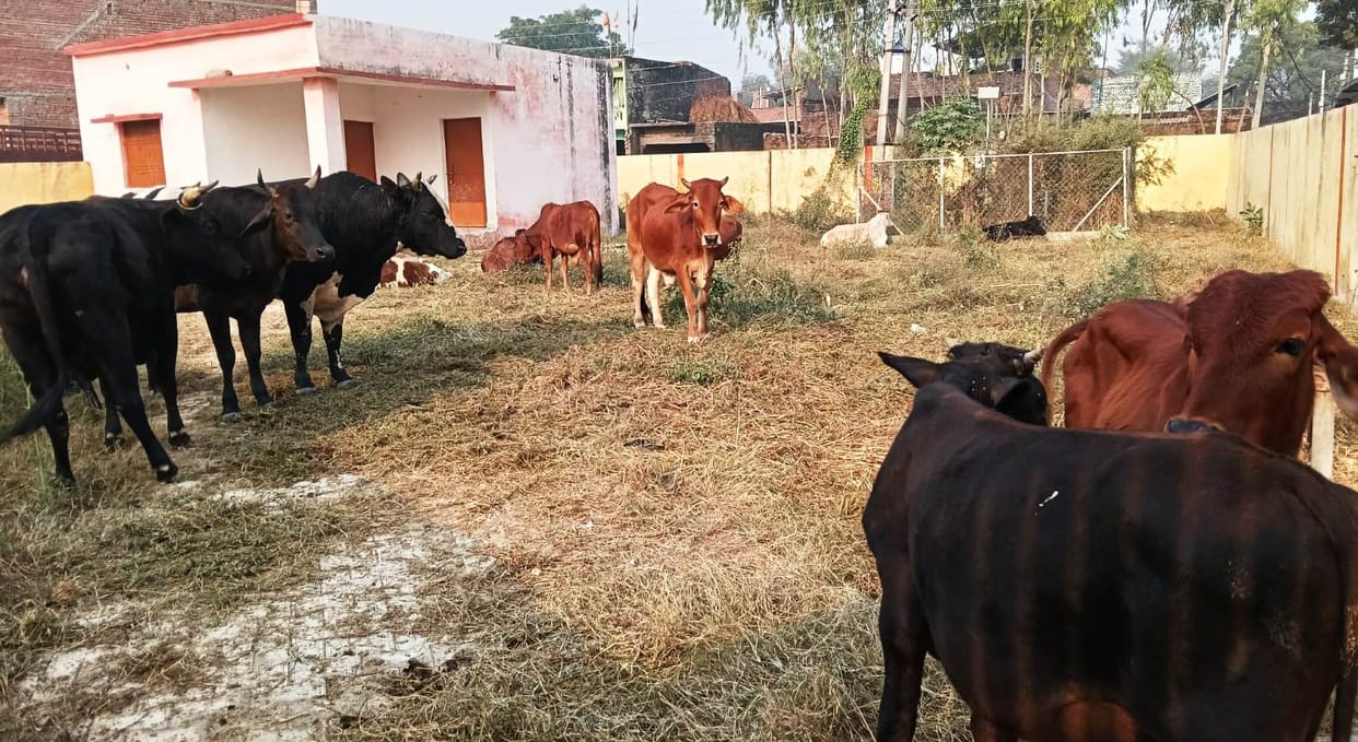 Farmers caught cattle destroying crops