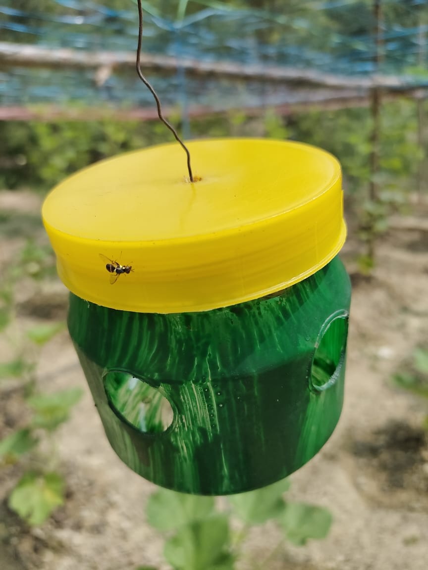 Pheromone trap will destroy fruit flies that damage fruits and vegetables