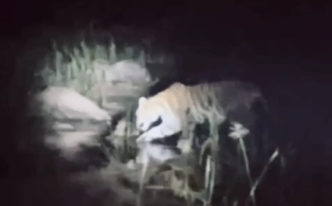 Chhindwara News: Tiger seen in Jamtara of Pench National Park