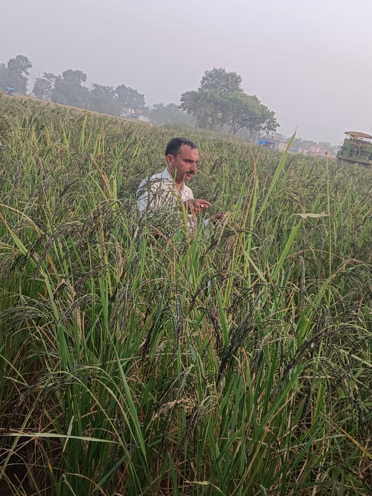 Export of black salt rice starts, demand for five tonnes from Netherlands