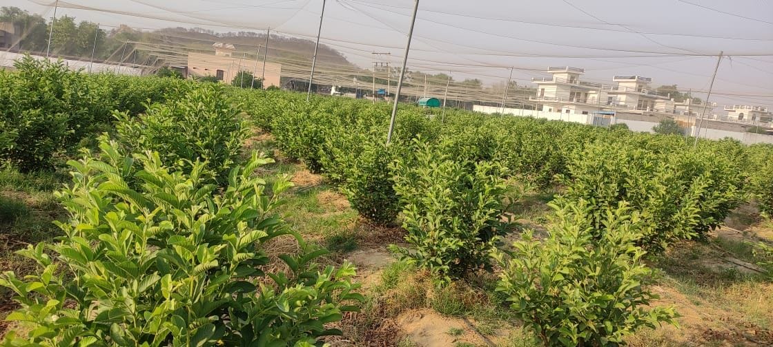 Guava orchard planted during Corona period, now earning in lakhs