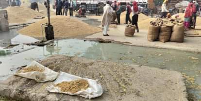 कृषि मंडी में मंगलवार को नाले के पानी में भीगी धान की फसल। संवाद