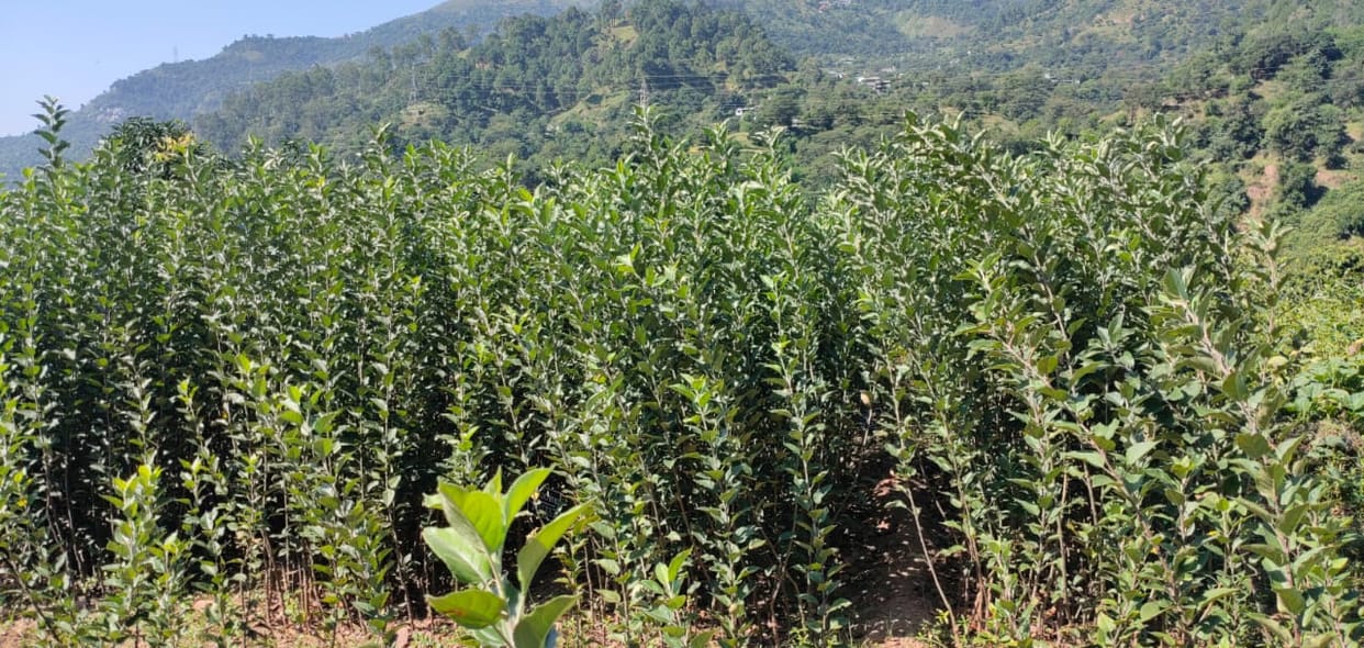 Gardeners will get 130 to 180 apple saplings