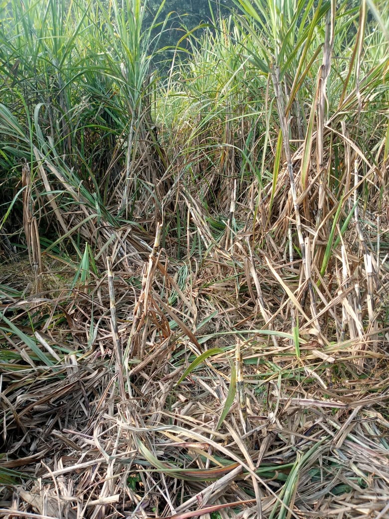 Nepal's elephants trampled 18 bigha sugarcane, banana crop