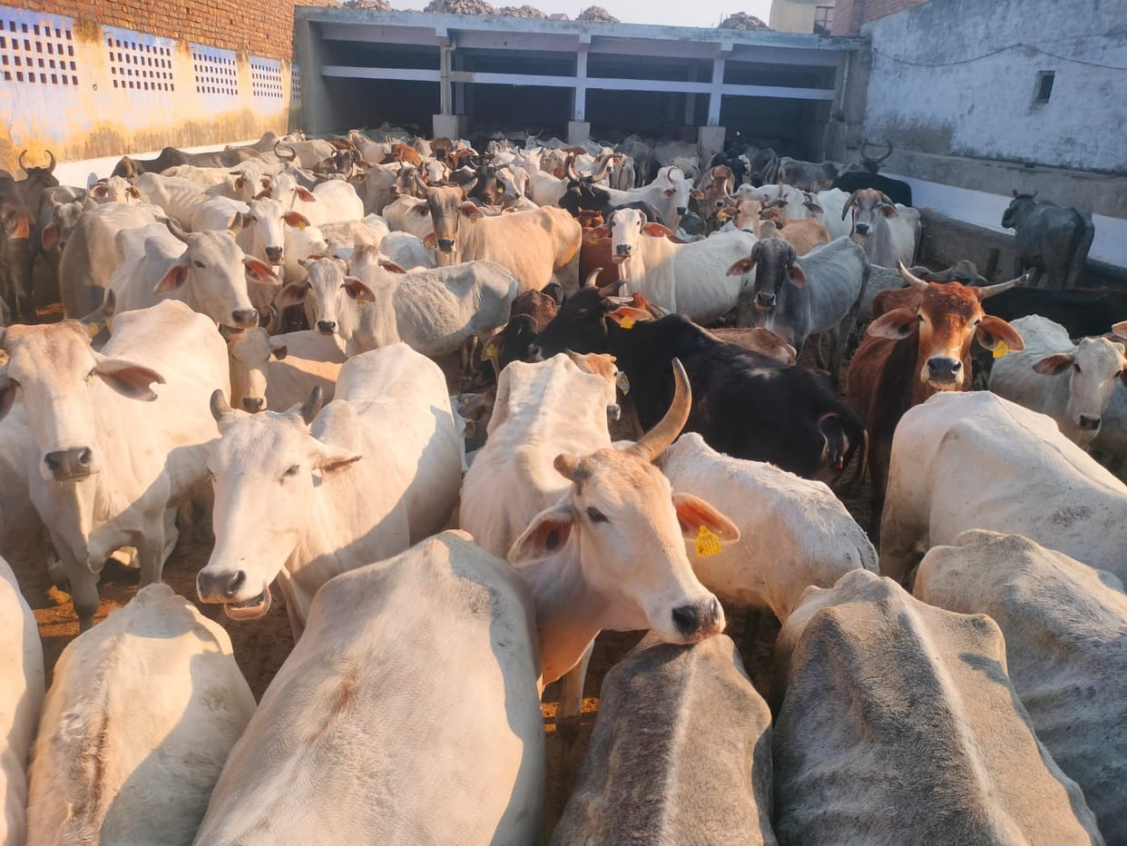 An amount of Rs 1.23 crore released to 14 Gaushalas of the district