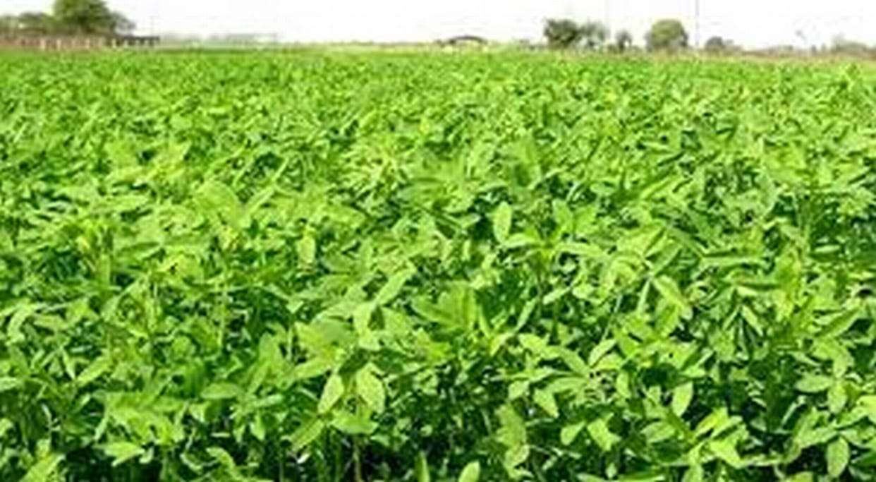 Farmers should irrigate green fodder at an interval of 15 days for regular germination.