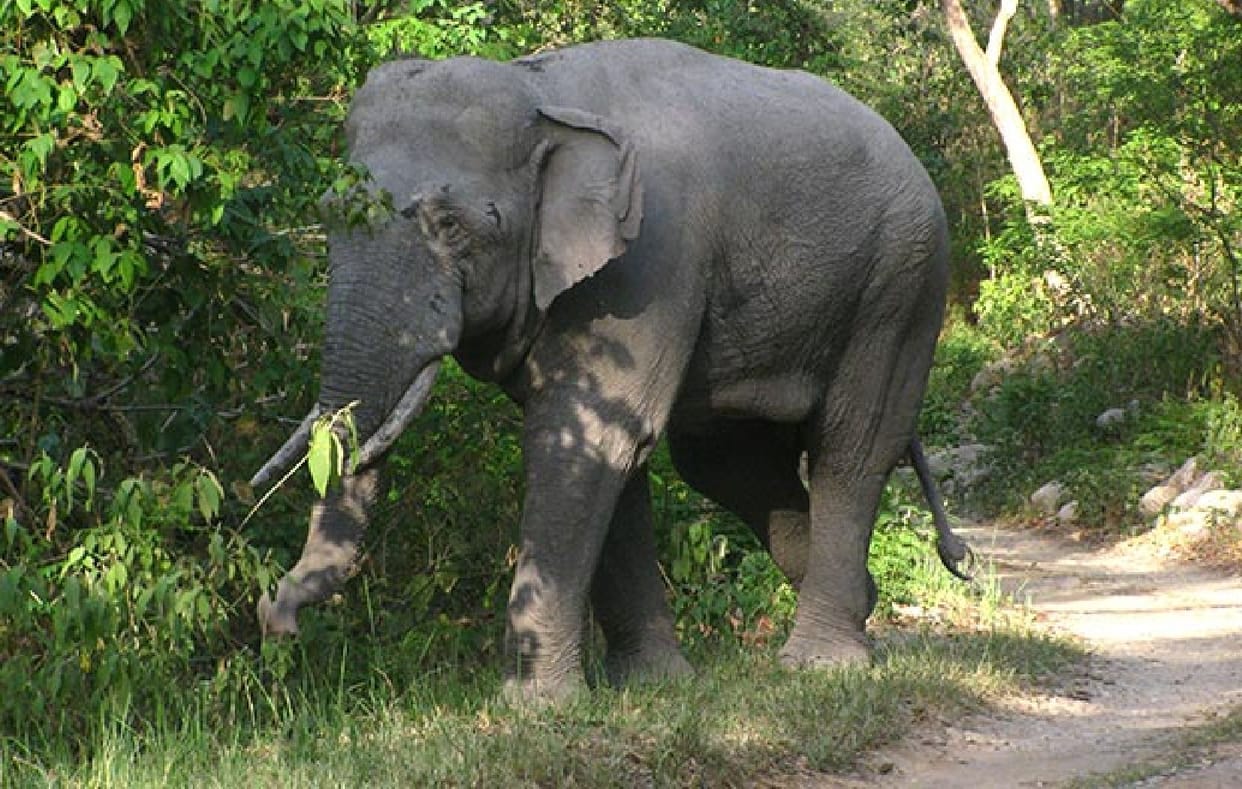 A herd of elephants is creating havoc in the areas adjacent to the forest, villagers are terrified