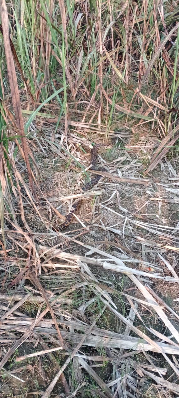 Python found in sugarcane field, panic