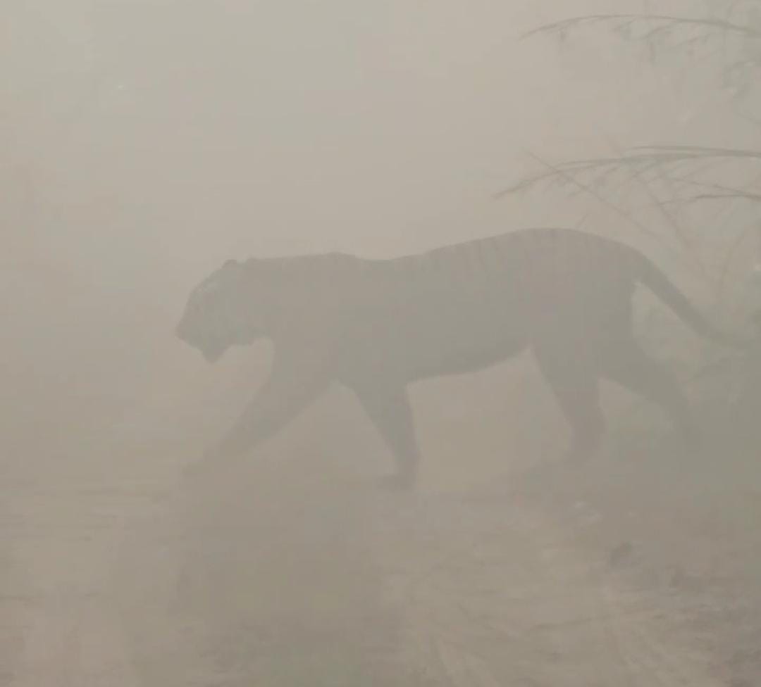 Tiger's movement amidst the fog...tourists were thrilled