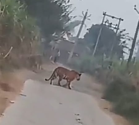 Tiger reached near school in Khirkia Banjia, stirred