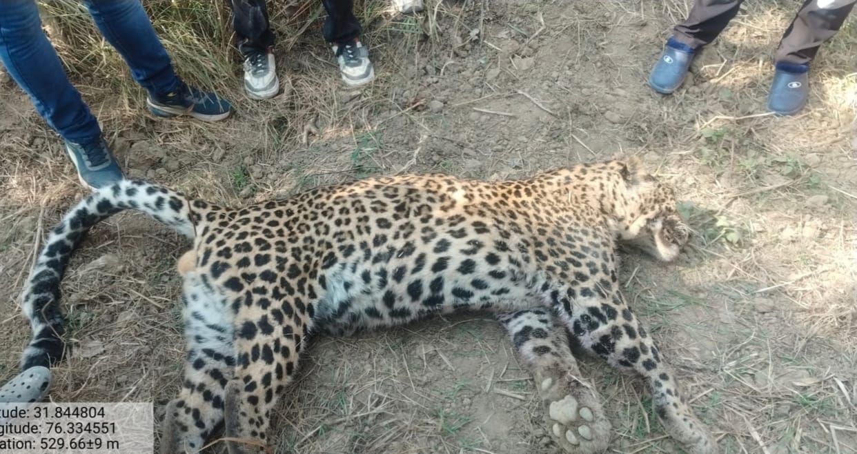 Dead leopard found in Fakloh village of Jwalamukhi