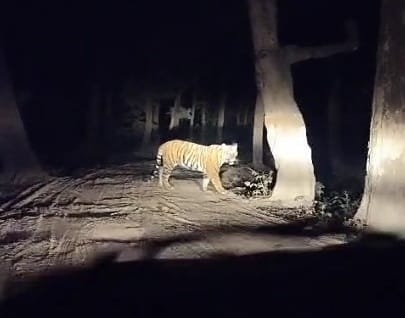 Tiger on the move, leopard kills dog