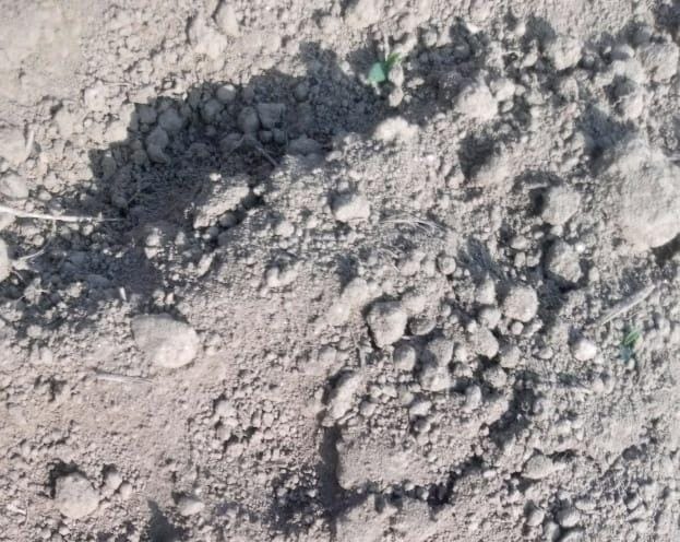 Tiger seen roaming in Tilakpur, panic