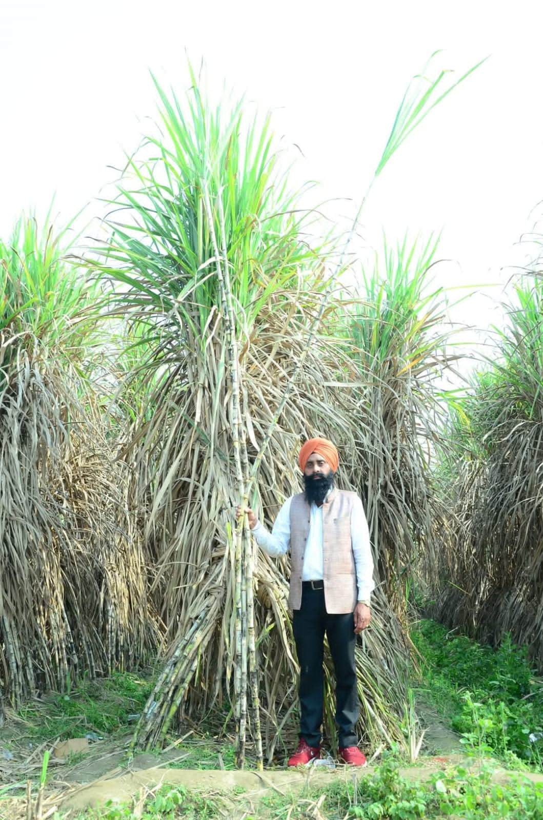 Sikandar Singh ranks second in the state in sugarcane production.