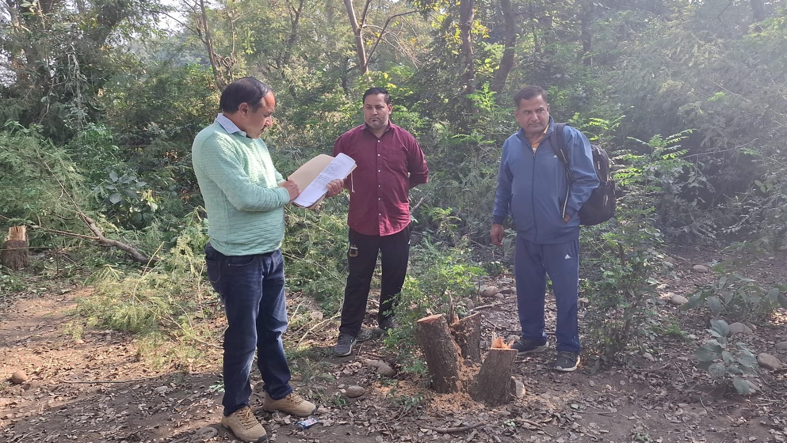 Theft of 30 Trees