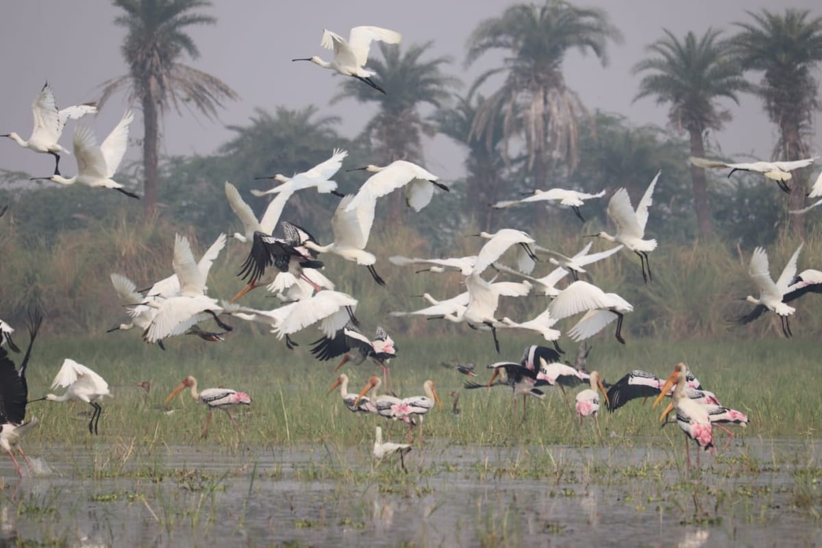 Jodhpur Jhal Is Developing As A Bird Sanctuary - Agra News - जोधपुर  झाल:प्रकृति की गोद में पक्षियों की अठखेलियों का बनेगा नया ठिकाना, विकसित  हुआ ईको-सिस्टम