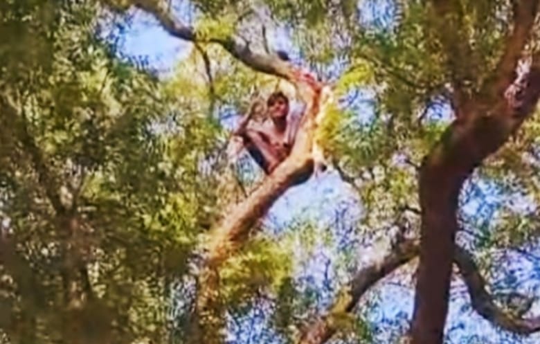Youth climbed a 50 feet high tree at the police station, SDM, Tehsildar