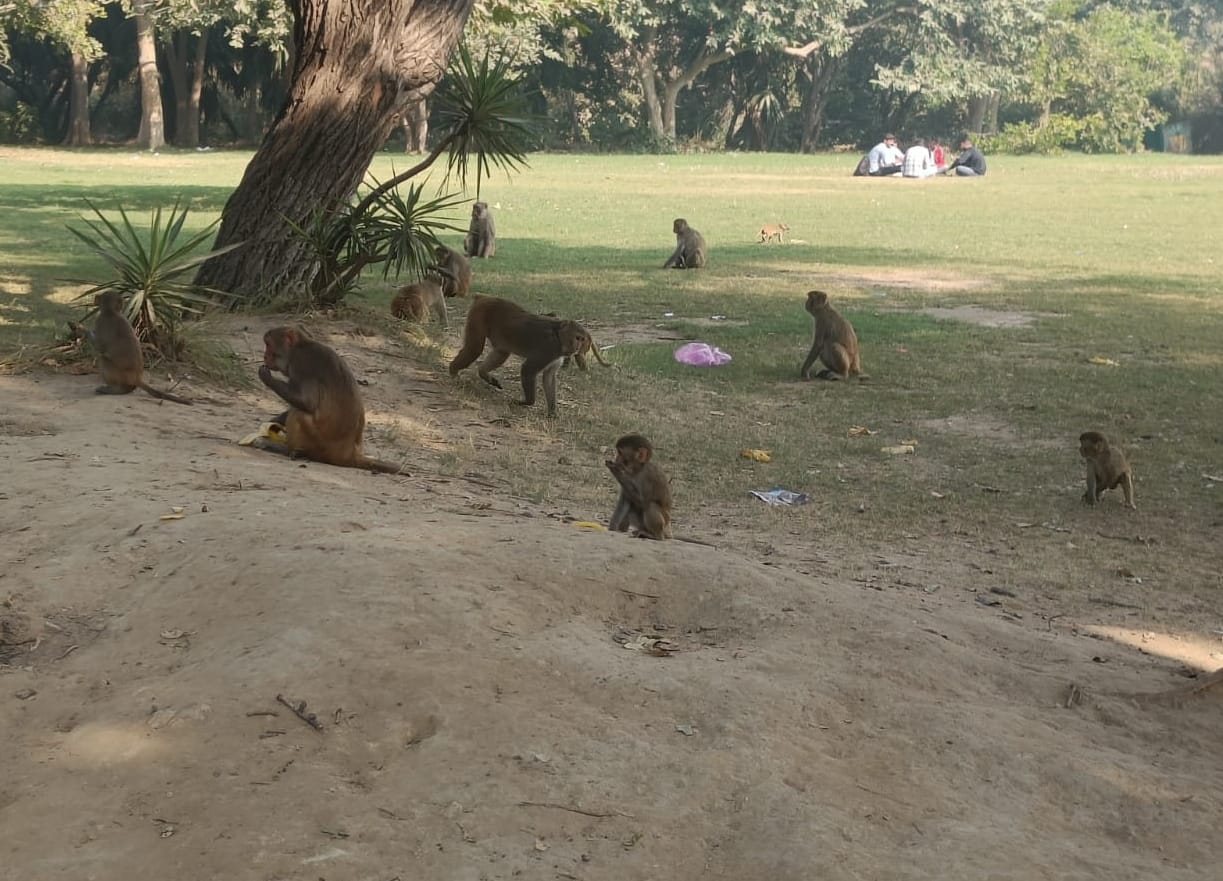 Monkeys create havoc at Rohtak tourist centre