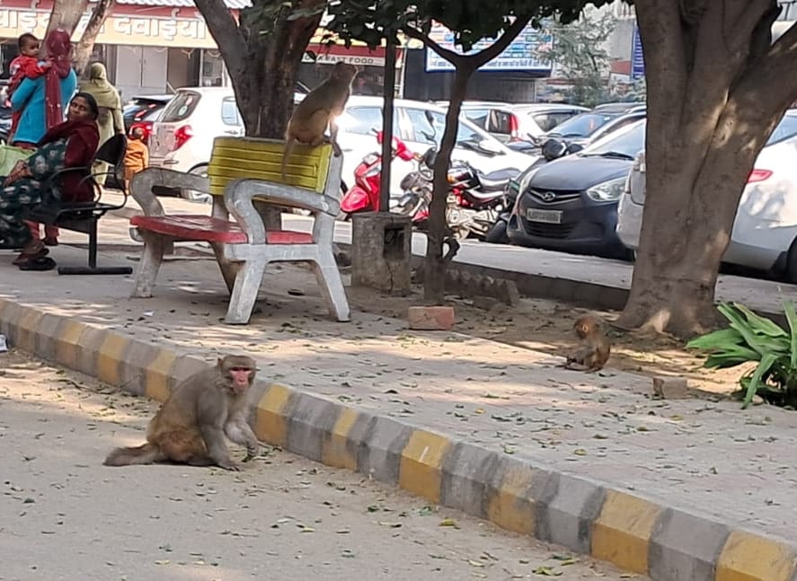 Monkeys are making even the caretakers patients