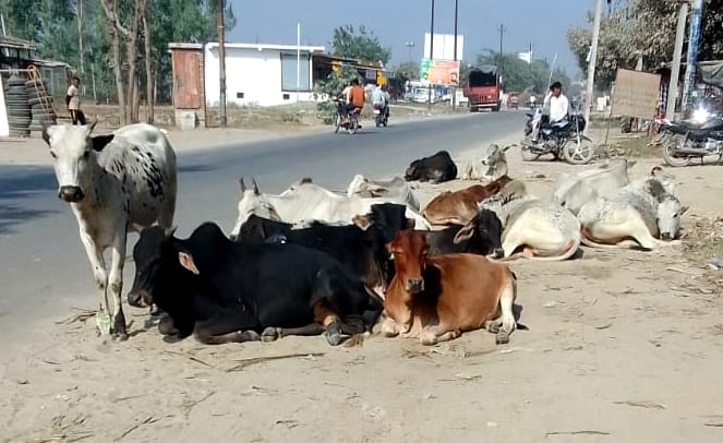 Orders locked in files, stray animals on the streets