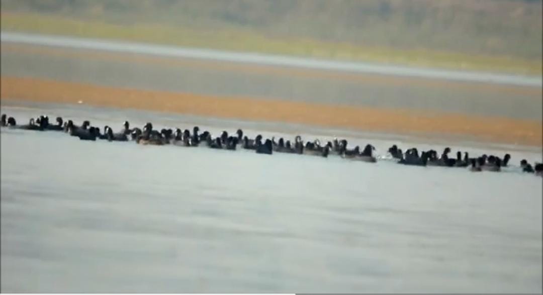 With the onset of winter, foreign guest birds started arriving in the water bodies