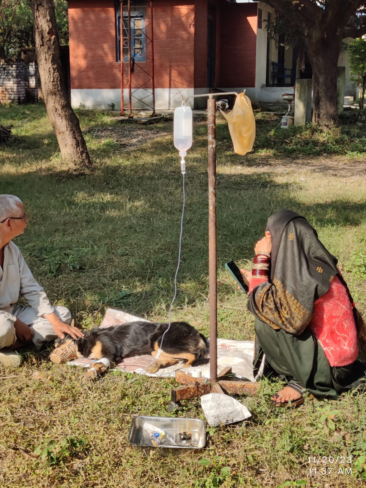 Dogs are not getting adequate treatment in the veterinary dispensary